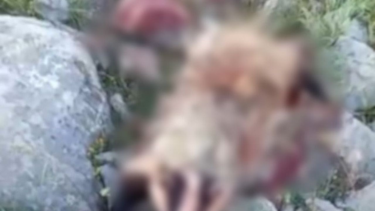 Erzincan’da köpeklerin saldırısına uğrayan porsuk telef oldu