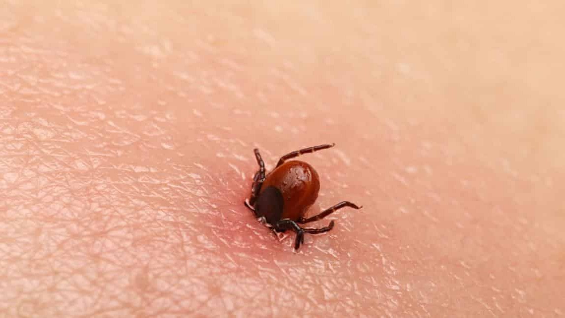 KKKA belirtileri 3 ila 7 gün sonra ortaya çıkıyor