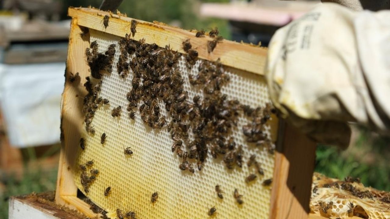 40 dereceyi gören havalarda arılar için tedbir çağrısı
