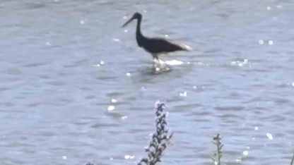 Çoruh Nehri’nde balık avlayan kara leylek kamerada