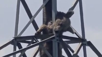 Elektrik direğine tırmanan ayı telef oldu