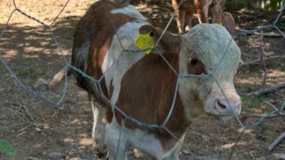 Aydıntepe Yaylası’nda buzağılar küpelenerek aşılandı