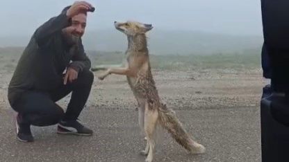 Yayla yolunda karşılaştıkları tilkiyi kekle beslediler