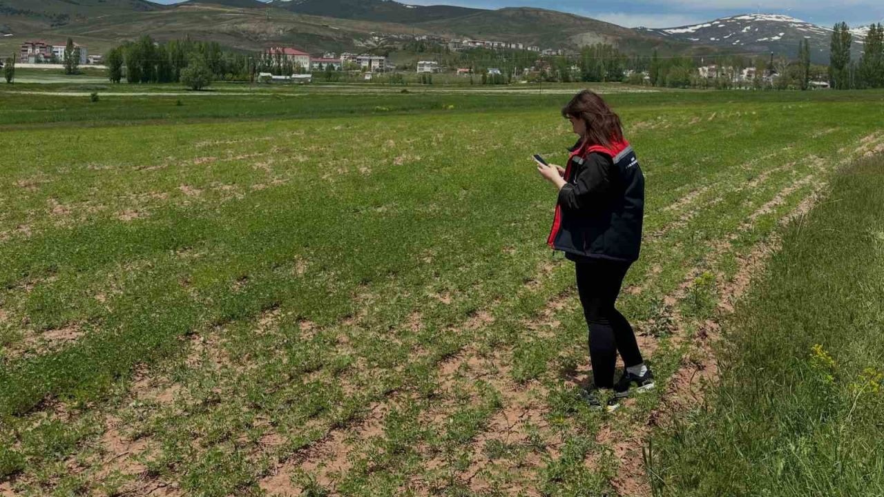 Aydıntepe’de ürün tespit çalışmaları sürüyor