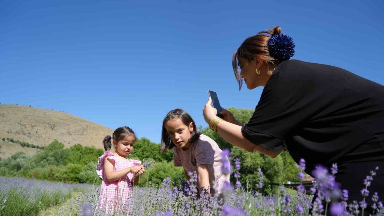 Erzincan’daki lavanta bahçesi ziyaretçilerin ilgi odağı oldu