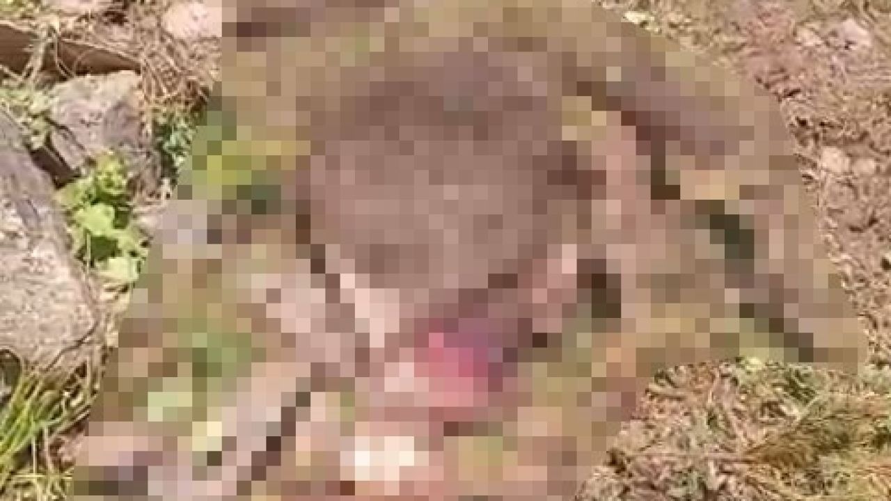 Gümüşhane’de kaybolan ineği ayı parçaladı