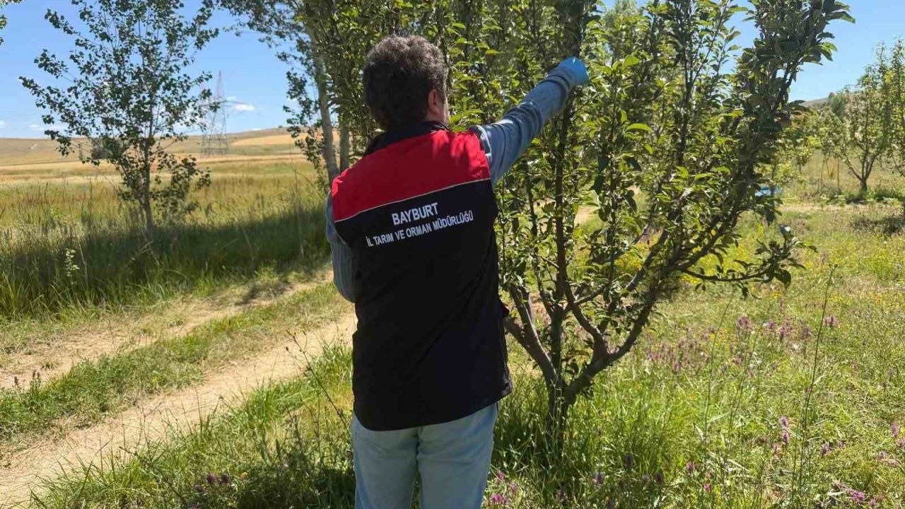 Hasat öncesi pestisit denetimleri başladı