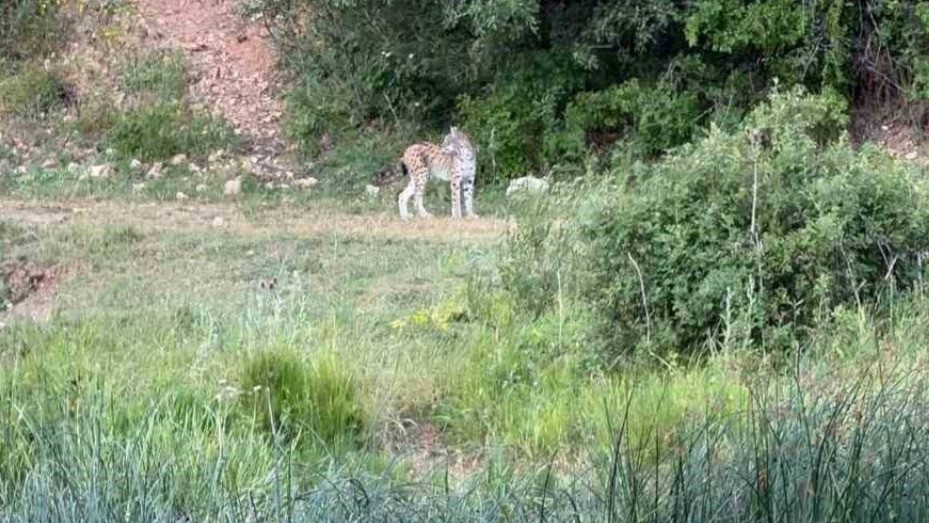 Ormanın hayaleti bu kez Nişantaşı'nda görüntülendi!
