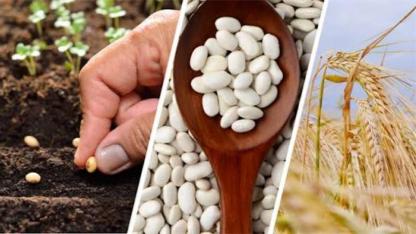 Sertifikalı tohum desteği başvurularında son günler!