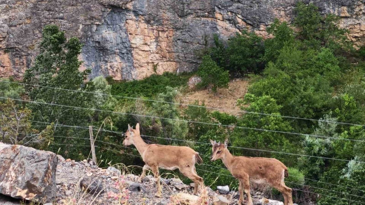 Yaban keçilerinin kayalar üzerindeki oyunu kamerada