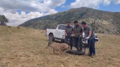 Tedavisi tamamlanan yaban keçisi doğaya bırakıldı