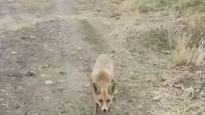 Yolda karşısına çıkan tilkiyi çerezle besledi
