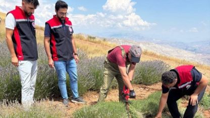 Kemah’ta mor bereket: Lavanta hasadı başladı