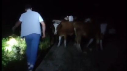 Saatler süren arama mutlu sonla bitti: Kayıp 13 inek bulundu!