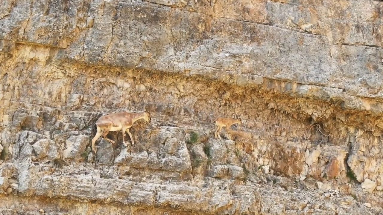 Anne yaban keçisinden yavrusuna  ders!