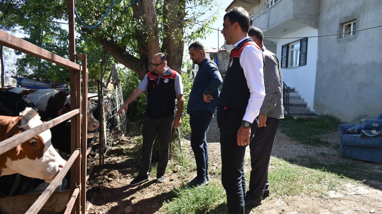 Bayburt’ta hayvancılığa ithal angus aşısı: işletmeler yerinde incelendi