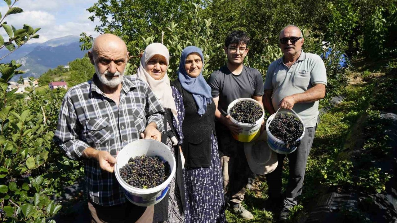 Gümüşhane’de aronya bereketi: 75 ton rekolte bekleniyor