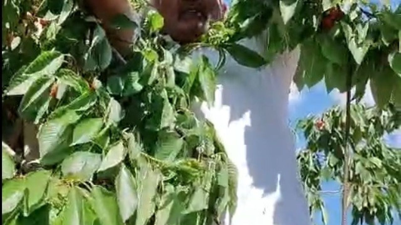 Kiraz hasadında kuşların payı unutulmuyor