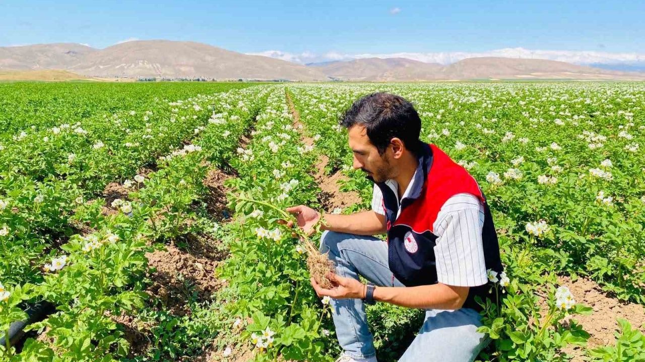 Patates üretim alanları hastalık ve zararlılara karşı mercek altında