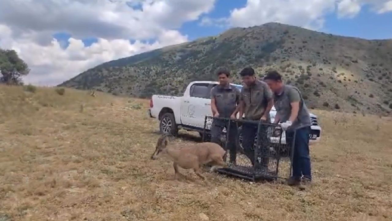 Tedavisi tamamlanan yaban keçisi doğaya bırakıldı