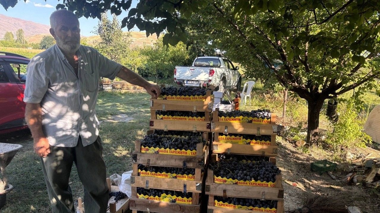200 yıllık bağlarda Cimin Üzümü hasadı başladı