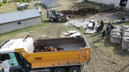 Erzincan’da ayı dehşeti: Ağıla ayı girdi,  144 küçükbaş hayvan telef oldu