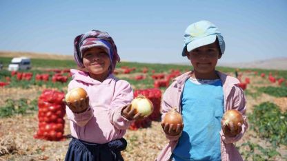 Türkiye’nin soğan ihtiyacını karşılayan tarlalar kırmızıya büründü