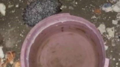 Tavuklara bırakılan suya önce tilki şimdi de kirpi dadandı