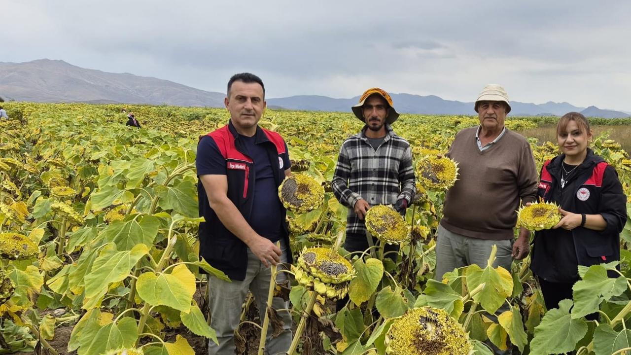 Aydıntepe’de ayçiçeği hasadı başladı