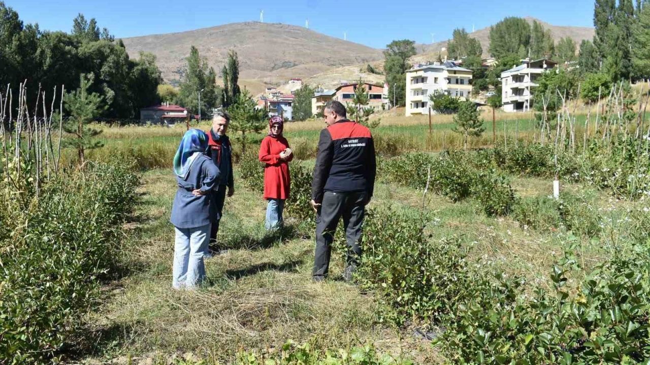 Bayburt’ta alternatif üretim hamlesi: Gümüşdamla’da aronya bahçesi incelendi