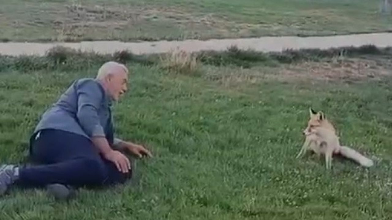 Elleriyle beslediği tilkiyle dost oldu