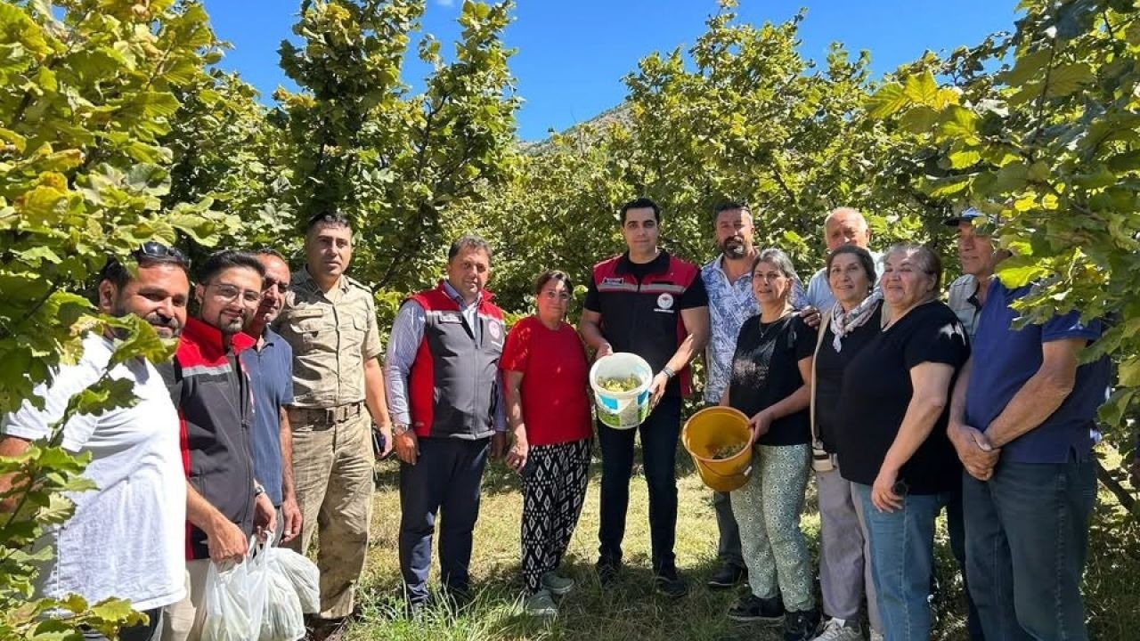 Kemah’ta nadir üretim: Fındık hasadı yapıldı