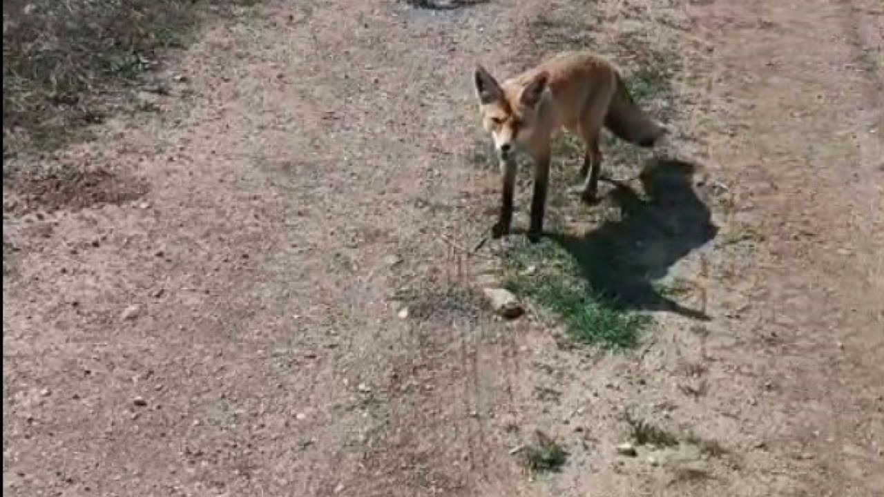 Mazlum adını verdiği tilki peşinden ayrılmıyor...