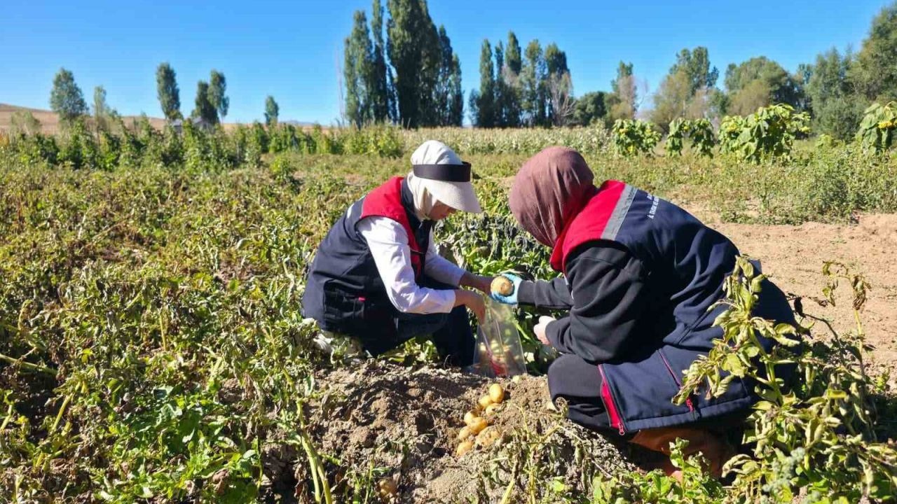 Patates tarlalarında pestisit denetimi