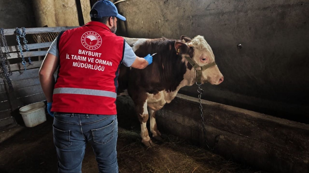 Sonbahar dönemi aşı ve küpeleme çalışmaları başladı