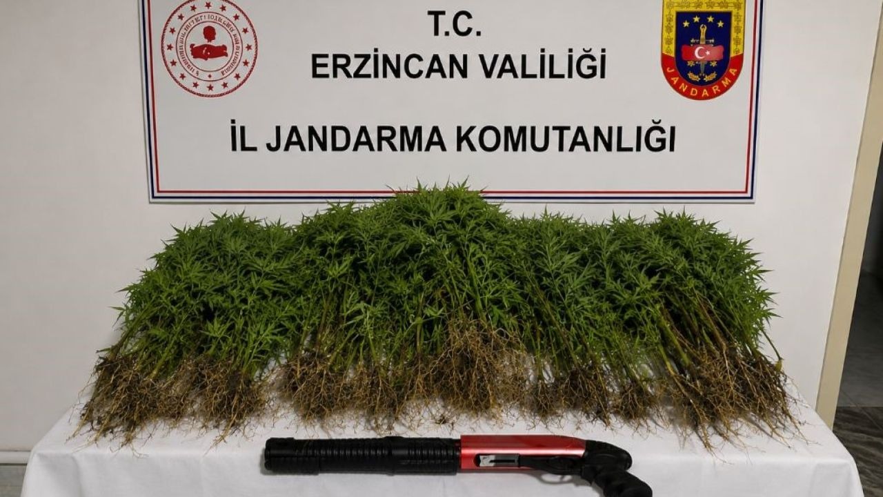 Tercan’da uyuşturucu operasyonunda 174 kök kenevir ele geçirildi