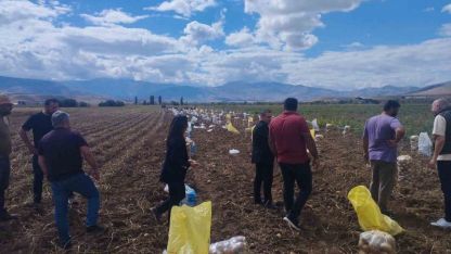 Tercan’da patates hasadı başladı