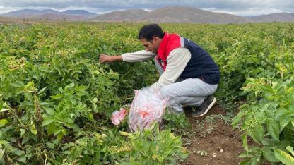 Tohumluk patates üretim alanlarında karantina kontrolü yapıldı