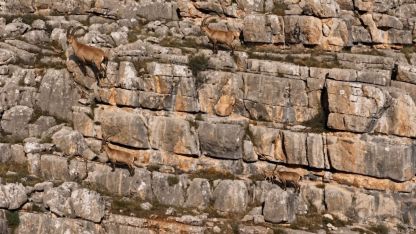 Erzincan’da yaban keçileri Munzur Dağları’nda görüntülendi