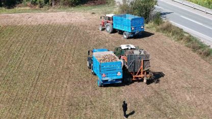 Erzincan’da şeker pancarı hasadı başladı