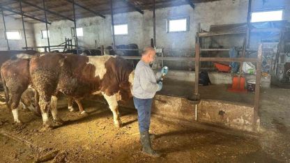 13 köyde şap aşılama çalışmaları tamamlandı
