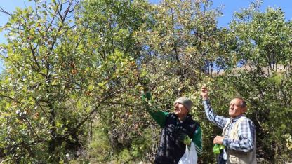 'Kalp dostu’ alıç hasadı başladı: Vatandaşlar dağlara akın etti