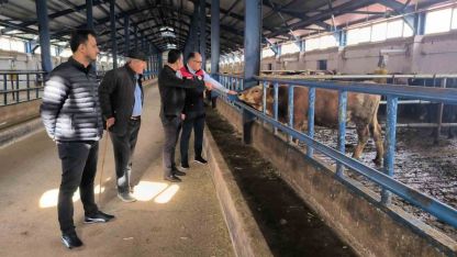 Hibe desteğiyle kurulan 240 büyükbaşlık tesis incelendi