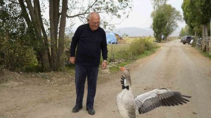 Sürünün dışladığı kaz, İsmail dedenin peşini bırakmıyor