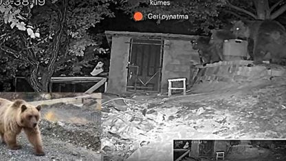 Erzincan’da 3 ayı bağ evinin bahçesine girdi