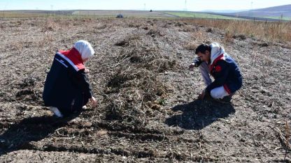 Fasulye hasadında saha kontrolleri yapıldı