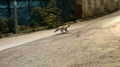 Yemeğini paylaşmak istemeyen kedi tilkiyi kovaladı