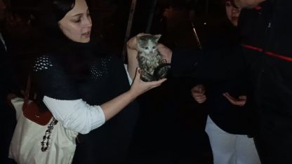 Harşit Çayı kenarında mahsur kalan yavru kediyi itfaiye ekipleri kurtardı