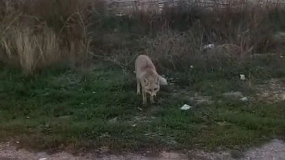 Yerleşim alanlarında tilki ve yılan görüldü