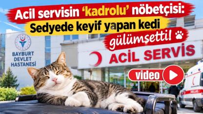 Acil servisin 'kadrolu' nöbetçisi: Sedyede keyif yapan kedi gülümsetti!